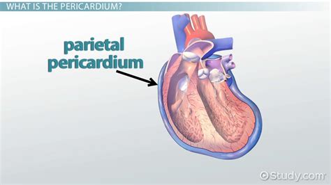 Pericardium Function And Layers Lesson