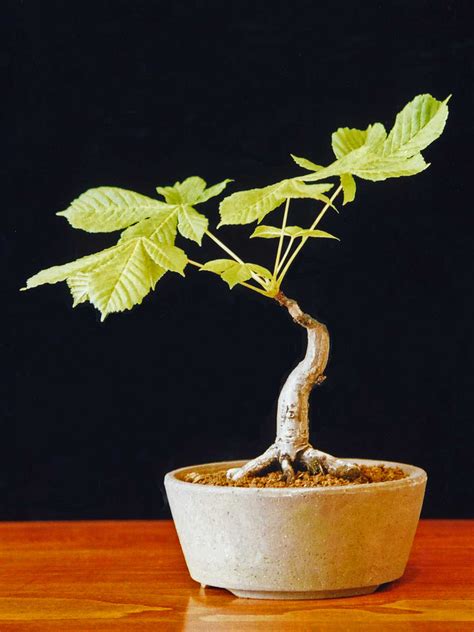 With leaves that can approach 1m across and long internodes it is very difficult to produce anything that works well as a bonsai. Horse Chestnut Bonsai Tree (Aesculus hippocastanum ...