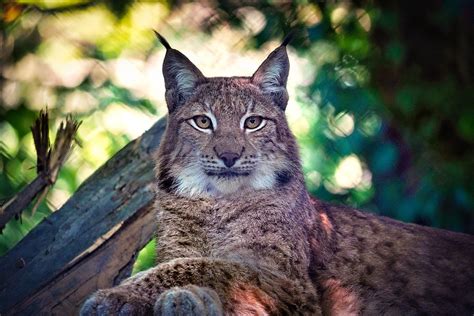 Lynx Cat Wild Free Photo On Pixabay