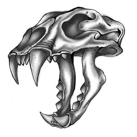 Saber Tooth Tiger Skull Drawing Drcharlesvanderhorst
