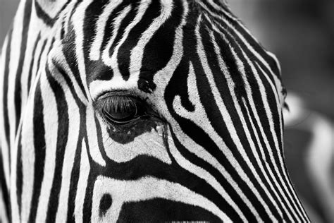 Grayscale Photography Of Zebra · Free Stock Photo
