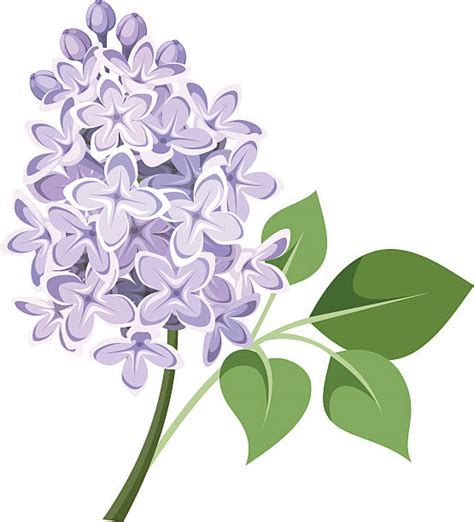 Lilac Flowers Illustrations Royalty Free Vector Graphics And Clip Art