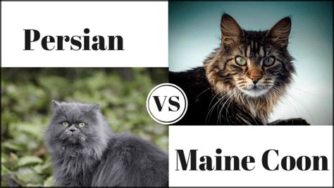 This is a large cat. Persian Cat vs. Maine Coon | Persian Cat Corner