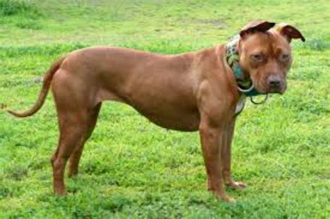 American Pit Bull Terrier Dog Breed Information Images