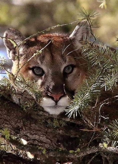 Cougar Mountain Lion Mycatconciergecatsittingservices Large Cats