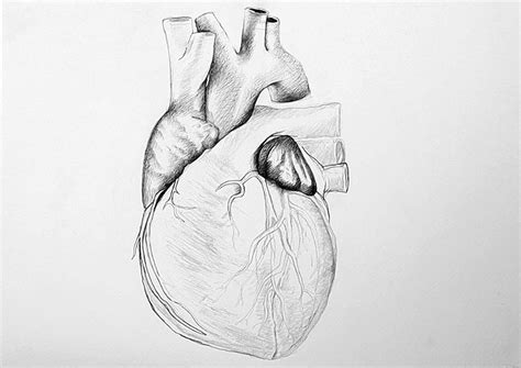 Human Heart Pencil Drawing