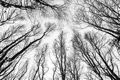 รูปภาพ ต้นไม้ สาขา ฤดูหนาว ดำและขาว ร่าง ภาพวาด ป่าไม้ ถ่ายภาพ