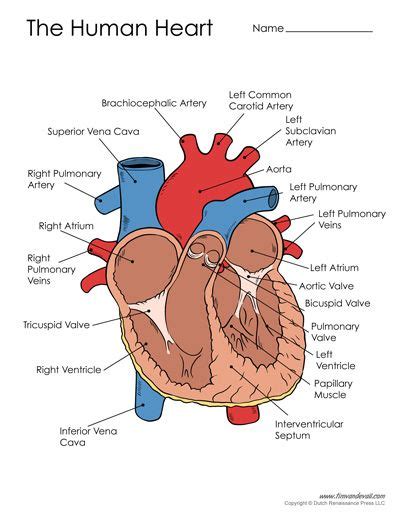 They are located in the inferior vena cava. Free Printable Heart Diagram for Kids - Labeled and ...