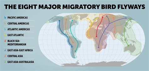 Migratory Birds And Flyways Birdlife