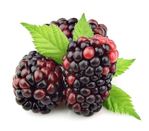 Blackberry Fruit Stock Image Image Of Sweet Antioxidant 33444657