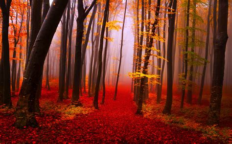 Zen Nature Wallpaper Autumn Forest Fall Nature Path Trees 1080p
