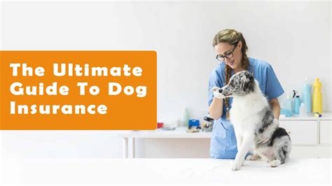 Understanding The Basics Of Dog Insurance