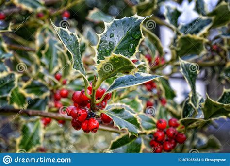 Variegated Ornamental Holly Leaves And Berries After A Rain Stock