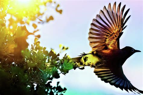 Flying Bird With Sun Shining Through Spread Wings Love Must Have
