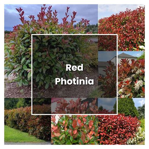 How To Grow Red Photinia Plant Care And Tips Norwichgardener