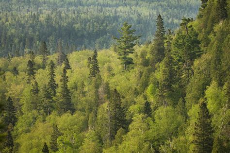 Saving The Great Northwoods May Require Transforming It Great Lakes Echo
