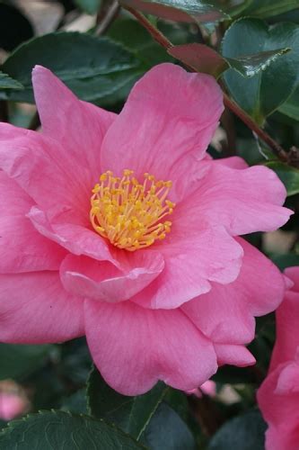 Buy The Best Cold Hardy Camellia Plants That Will Grow In Usda Zone 6