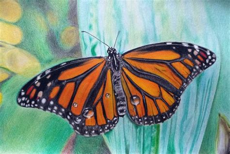 Monarch Butterfly Drawing By Brayan Muñoz Castro Saatchi Art
