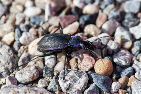 Darley Dale Wildlife Violet Ground Beetle Beeley Moor