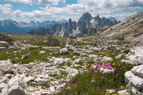 Photo Of Wild Flowers In The Italian Dolomites Italy Europe Stock
