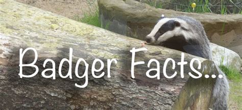 11 Interesting Badger Facts