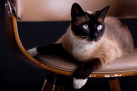 Top 10 Most Beautiful Cat Breeds In The World With Pictures