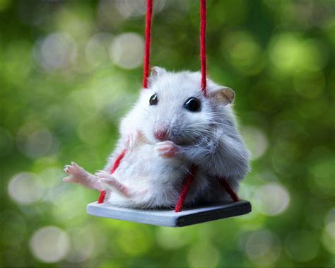 Cute Hamster Wallpapers Wallpaper Cave