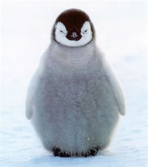 Inner Peaceinininnerinner Peacepenguins Cute Baby