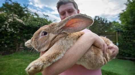 3ft Long Bunny Set To Become Worlds Biggest Rabbit Youtube