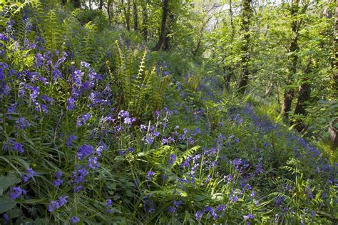 Bluebell Wood Stock Image C0012807 Science Photo Library