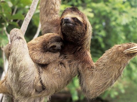 45 Cute Sloth Wallpaper On Wallpapersafari