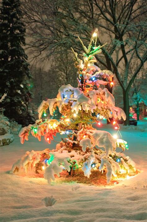 Winter Wonderland Snowy Winter Scenes And Christmas Trees Christmas