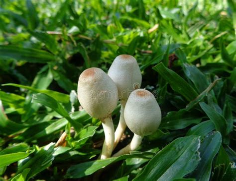 Little Wild White Mushrooms Amongst Vibrant Green Grass In The