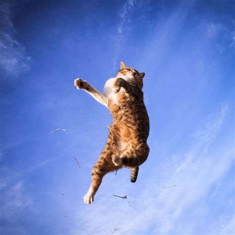 53 Superbes Photos De Chats Qui Sautent Jumping Cats 37 Funny Cat