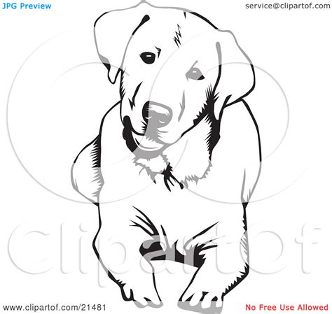 Download Labrador Retriever Coloring For Free Designlooter 2020 👨‍🎨