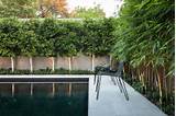 Good Trees For Pool Landscaping Photos