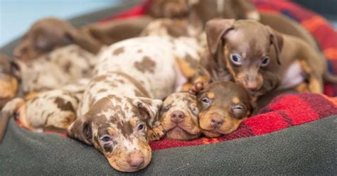 How Much Is A Sausage Dog Puppy