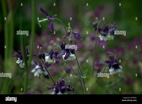 Flowers Of Aquilegia European Columbine Or Angels Wings Stock Photo