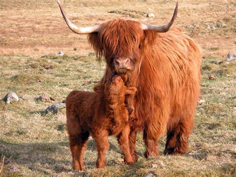 Scottish Highland Cow With Calf The Breed Is Known To Have Grazed The