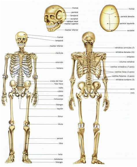 Huesos Del Cuerpo Humano Diagrama Etiquetado Images And Photos Finder