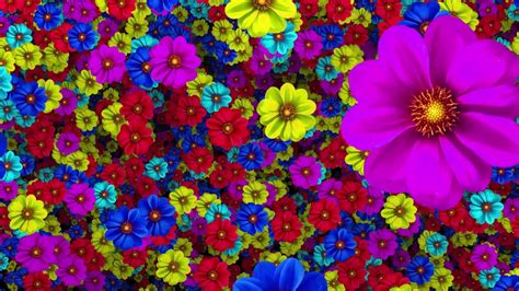 Colorful Flowers Background Hd Video 1080p Youtube