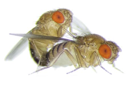 Female Fruit Flies Become Aggressive After Sex