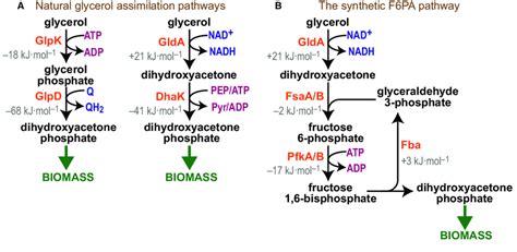 Metabolic Structure Of Different Glycerol Assimilation Pathways A