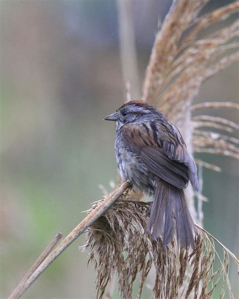 Swamp Sparrows In The Rain 61214 Orange Birding
