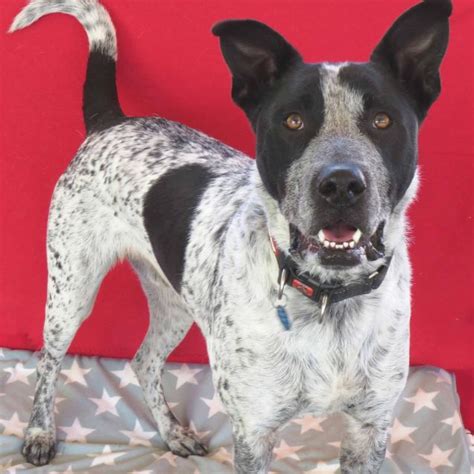 Mikey Medium Male Blue Heeler X German Shorthaired Pointer Mix Dog In