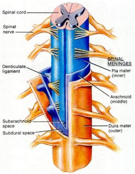More On The Spinal Column The Meninges