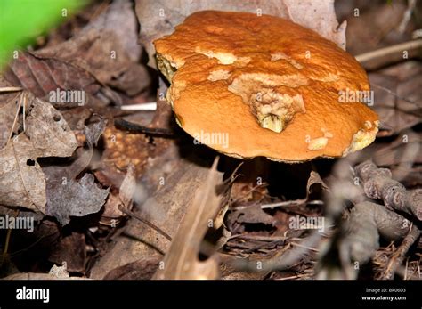 Michigan Mushrooms Wild Hi Res Stock Photography And Images Alamy