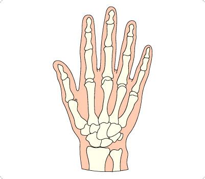 Free Skeleton Hand Cliparts Download Free Skeleton Hand Cliparts Png Images Free ClipArts On