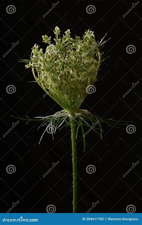 Queen Anne S Lace Or Wild Carrot Flower Daucus Carota Stock Photo