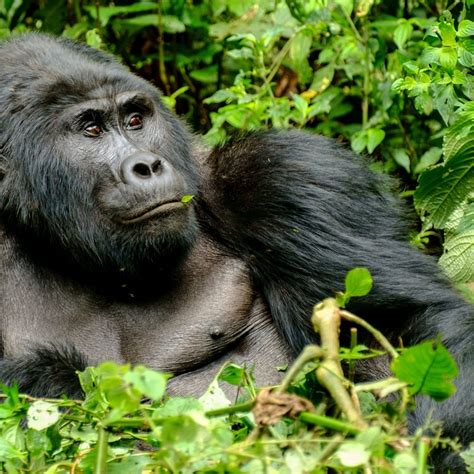 Gorillas In Uganda Bwindi Forest National Park
